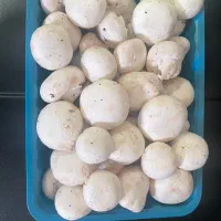 قارچ|عمده‌فروشی|تهران, چیتگر جنوبی|دیوار