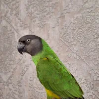 طوطی سنگال نر دستی|پرنده|تهران, چیتگر جنوبی|دیوار