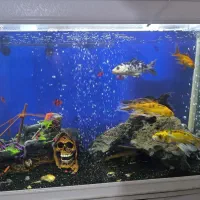 ماهی کوی|ماهی|مشهد, شهید معقول|دیوار