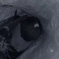 کفتر گم شده|حیوانات|زیرکوه, |دیوار