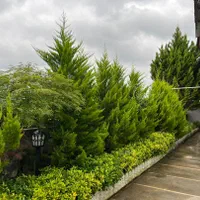 310 متر زمین شش دانگ داخل بافت مسکونی