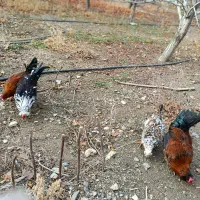 سه عدد خروس ویک مرغ جوان واروک