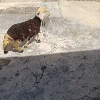 بره ماده پلنگی خال سیاه
