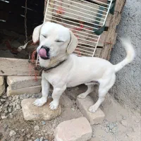 سگ پاپی سالم سلامت دهن پاک ۲تومان|سگ|جوادآباد, |دیوار