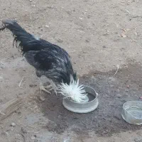 یک عدد خروس لهستانی کاربلد چهارصد|حیوانات مزرعه|آران و بیدگل, |دیوار