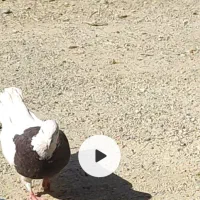 طوقی|پرنده|محمدشهر, سیدآباد|دیوار