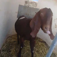 بز ماده|حیوانات مزرعه|چناران, |دیوار