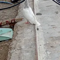 کفتر