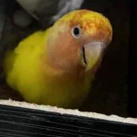 جفت برزیلی اوپال اهلی با تخم تظمینی شماره در اگهی