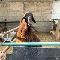 بره قوچ همو