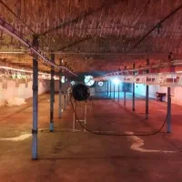 فروش یک واحد مرغداری گوشتی( فقط فروش)|فروش دفتر صنعتی، کشاورزی، تجاری|سبزوار, قصبه غربی|دیوار