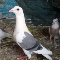 کبوتر