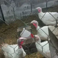 فروش بوقلمون سالم سرزنده