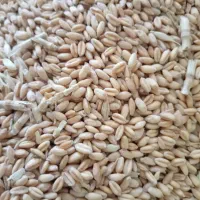 خرید فروش گندم و خوراک دام