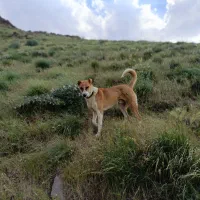 سگ گله ای
