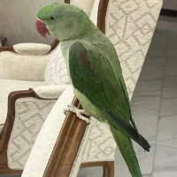 شاه طوطی ۶ ماهه نر (برگه تعیین جنسین)کاملا دستی|پرنده|کرج, کمال‌شهر|دیوار