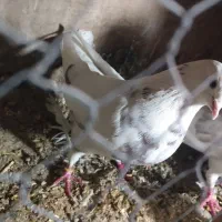 کفتر پرشی|پرنده|پاکدشت, پاکدشت (مامازند)|دیوار