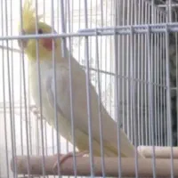 عروس هلندی،طوطی برزیلی،فنج،م با ملنگو و راهب|پرنده|شیراز, شهرک پرواز|دیوار