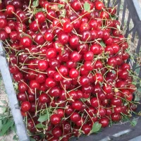 آلبالوی دستچین باغ آذرشهر