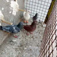 صید|پرنده|مشهد, چهاربرج|دیوار