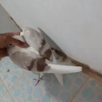 سه عدد جونه.لون|پرنده|دورود, |دیوار