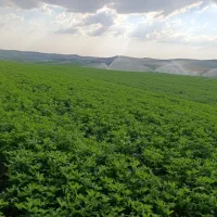 بذر رنجر آمریکایی