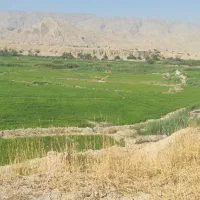 زمین برنجکاری|فروش دفتر صنعتی، کشاورزی، تجاری|دوگنبدان, |دیوار