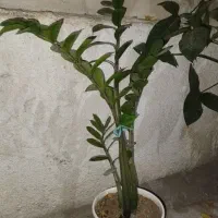 گل طبیعی