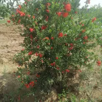 6300 متر و 50 هزار متر مناسب صنعتی،کشاورزی،گلخانه|فروش دفتر صنعتی، کشاورزی، تجاری|تهران, سوهانک|دیوار