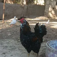 دوعدد خروس گلین سعی سالم جوان