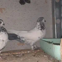 کله دم سبز|پرنده|رومشکان, |دیوار