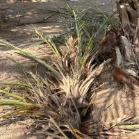 فروش انواع پاجوش نخل بهترین کیفیت|گل و گیاه طبیعی|میناب, |دیوار