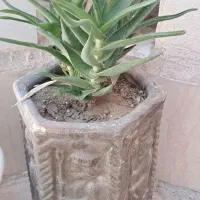 باکس گل مصنوعی معاوضه با ماشین اسباب بازی نو|گل مصنوعی|مشهد, رباط طرق|دیوار