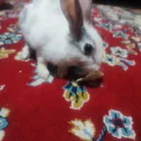 خرگوش|موش و خرگوش|برازجان, |دیوار