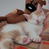 بچه گربه ناز واکسن خورده