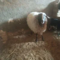 بره نر درشت