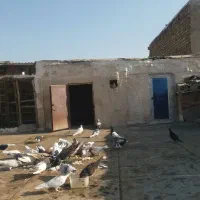 بخون داداش بعد|پرنده|تاکستان, |دیوار