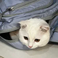 گربه  نژاد میکس پرشین اسکاتیش|گربه|مشهد, هفت تیر (آب و برق)|دیوار