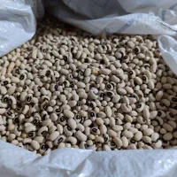 لوبیا چشم بلبلی