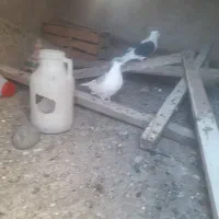 کبوتر‌پرشی‌جفتی نرماده چب‌کبود‌ماد‌دورشت ب|پرنده|قزوین, |دیوار