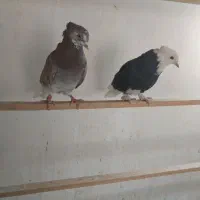 دوتاگرفتنی عالی جفتش ۴۰۰|پرنده|پاکدشت, پاکدشت (مامازند)|دیوار