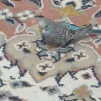 مرغ عشق سالم و بازیگوش