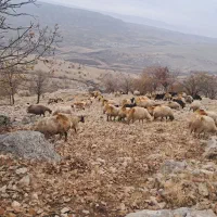 گوسفند داشتی شک|حیوانات مزرعه|چرداول, |دیوار