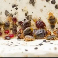 سمپاشی سوسک|خدمات نظافت|کردکوی, |دیوار