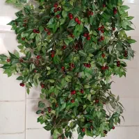 درختچه گیلاس