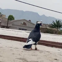 پنج عدد کبوتر خوب درجه یک
