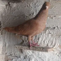 کفتر کبوتر|پرنده|اقبالیه, |دیوار