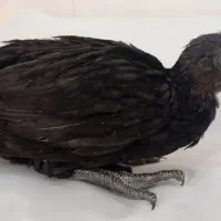 جوجه ایام سمانی