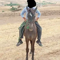فروش اسب