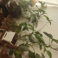 گلهای طبیعی|گل و گیاه طبیعی|لنجان, |دیوار